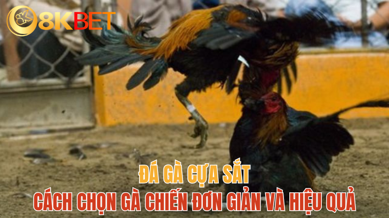 8kbet-da-ga-cua-sat-moi-nhat